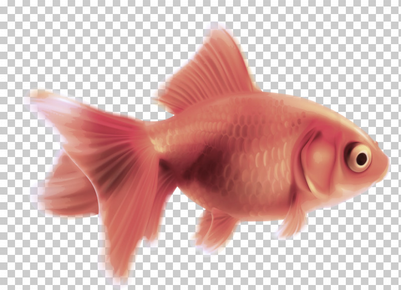 Fish Fish Goldfish Pink Fin PNG, Clipart, Feeder Fish, Fin, Fish, Goldfish, Mouth Free PNG Download