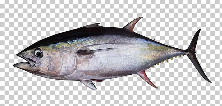 Albacore Bigeye Tuna Atlantic Bluefin Tuna Southern Bluefin Tuna Yellowfin Tuna PNG, Clipart, Albacore, Animals, Atlantic Bluefin Tuna, Atlantic Mackerel, Bigeye Tuna Free PNG Download