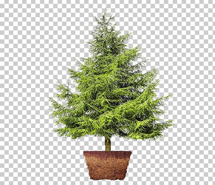 Cedar Artificial Christmas Tree Pinus Thunbergii Fir PNG, Clipart, Artificial Christmas Tree, Bonsai, Branch, Cedar, Christmas Decoration Free PNG Download