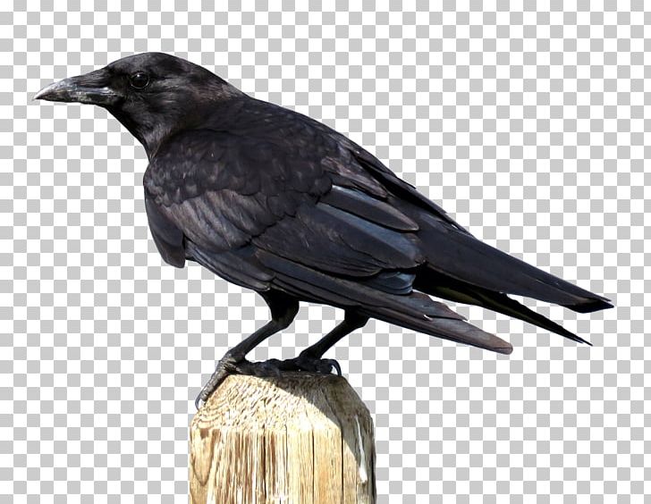 Crows PNG, Clipart, American Crow, Beak, Bird, Birds, Black Free PNG Download