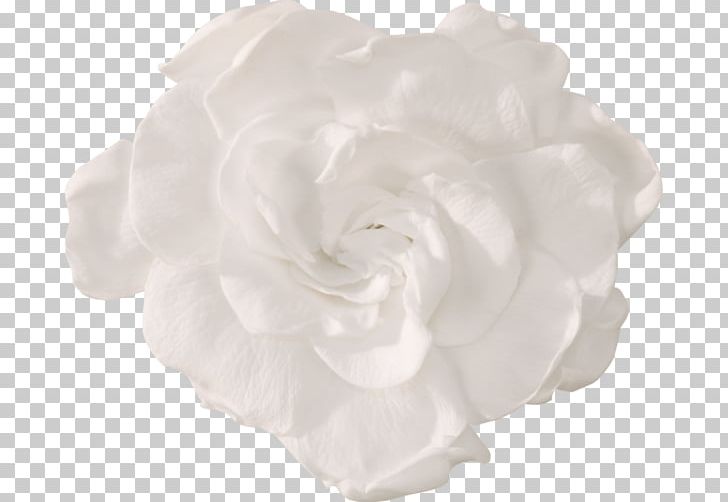 Garden Roses Gardenia Thunbergia Cape Jasmine Gardenia Cornuta Flower PNG, Clipart, Black And White, Blossom, Cape Jasmine, Cut Flowers, Flower Free PNG Download