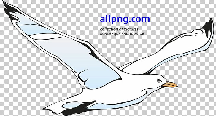 Gulls PNG, Clipart, Animals, Area, Artwork, Beak, Bird Free PNG Download