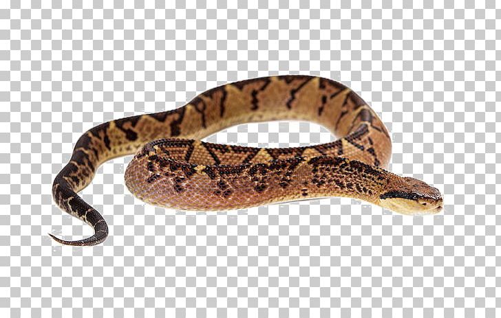 Snake Vipers Crotalus Pricei Venom PNG, Clipart, Animals, Boa Constrictor, Boas, Cerastes Cerastes, Cobra Free PNG Download