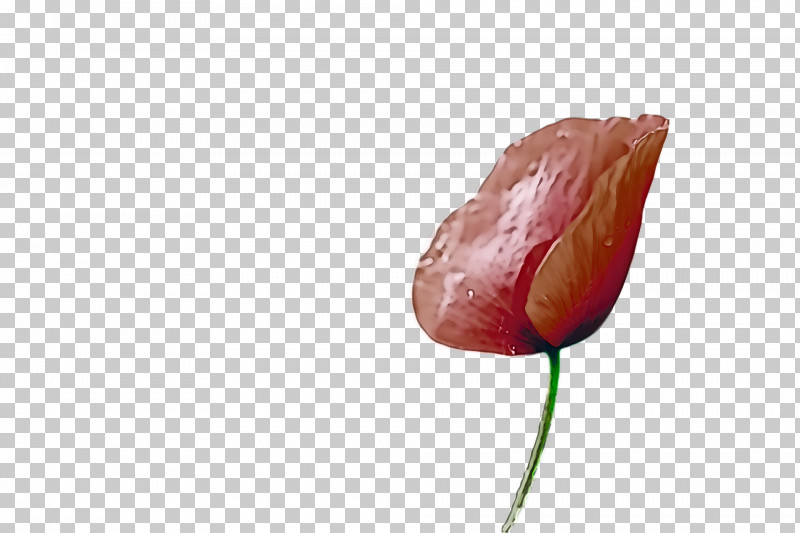 Tulip Petal Close-up PNG, Clipart, Closeup, Petal, Tulip Free PNG Download