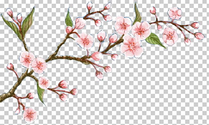 Cherry Blossom Flower Oil Soap PNG, Clipart, Blossom, Branch, Cherry, Cherry Blossom, Cleanliness Free PNG Download