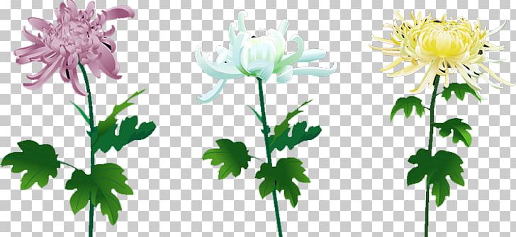 Floral Design Daisy Family Cut Flowers SWF PNG, Clipart, Auglis, Beautiful, Branch, Chrysanthemum, Chrysanthemum Free PNG Download