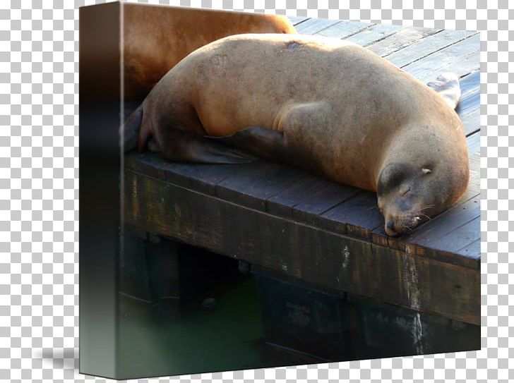 Sea Lion Snout PNG, Clipart, Animals, Fauna, Lion, Mammal, Marine Mammal Free PNG Download