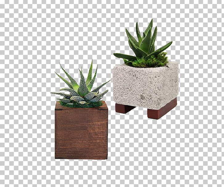 Agave Flowerpot Citroën Cactus M Houseplant INAV DBX MSCI AC WORLD SF PNG, Clipart, Agave, Aloe, Aloe Vera, And Dad Whisper, Cactus Free PNG Download