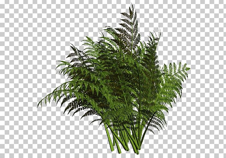 Hoya Carnosa Ostrich Fern Vascular Plant PNG, Clipart, Branch, Equisetum, Evergreen, Fern, Ferns And Horsetails Free PNG Download