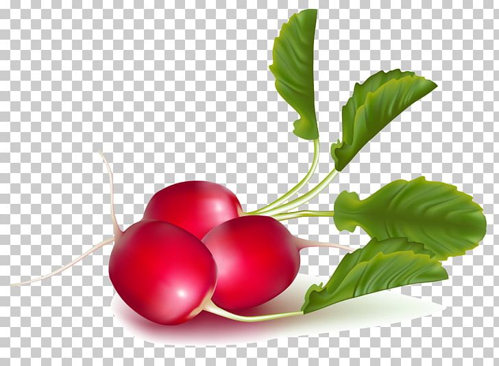 Radish PNG, Clipart, Radish Free PNG Download