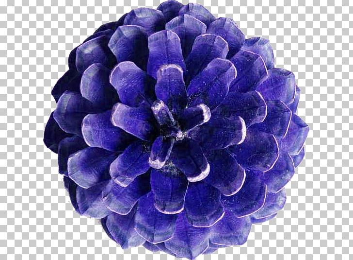 Conifer Cone Golden Spiral Golden Ratio Mathematics Stone Pine PNG, Clipart, Blue, Cobalt Blue, Common Sunflower, Conifer Cone, Conifers Free PNG Download