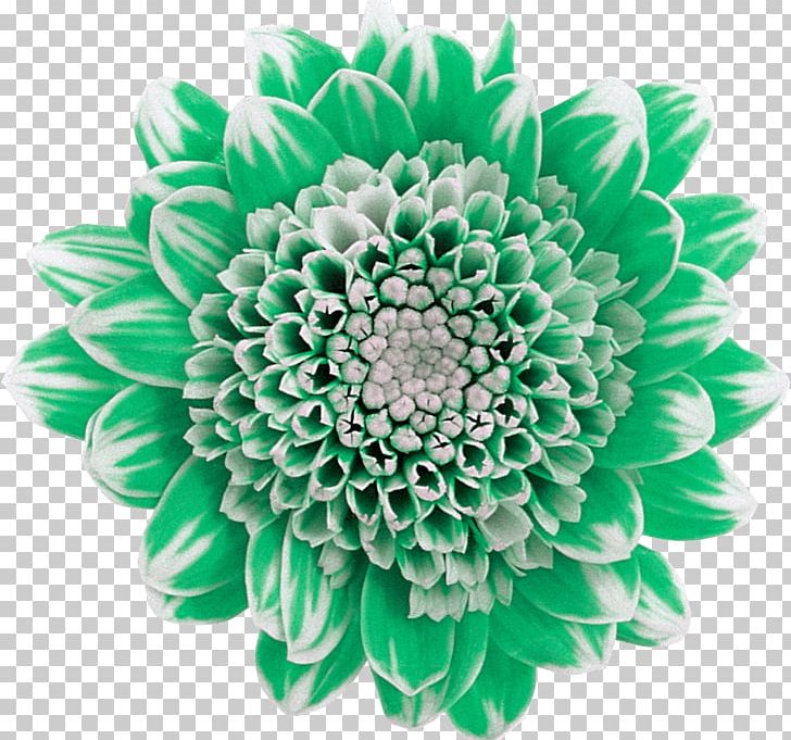 Chrysanthemum Cut Flowers Plant Green PNG, Clipart, Chartreuse, Chrysanthemum, Chrysanths, Cut Flowers, Dahlia Free PNG Download