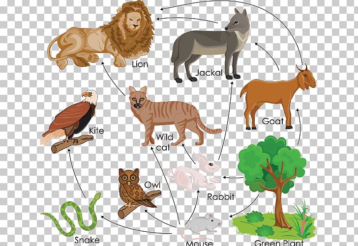 Lake And Pond Food Webs In Action What Is A Food Chain? PNG, Clipart, Animal, Animal Figure, Big Cats, Carnivoran, Cat Like Mammal Free PNG Download