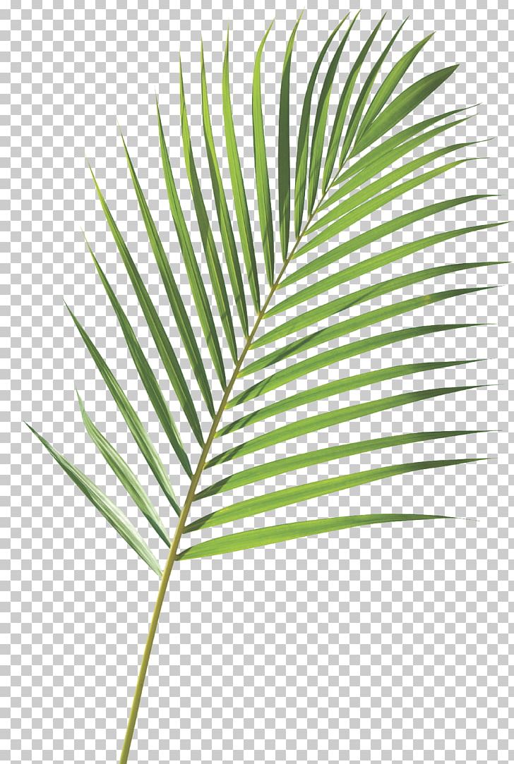 Frond Arecaceae Palm Branch Leaf PNG, Clipart, Arecaceae, Arecales, Coconut, Frond, Grass Free PNG Download
