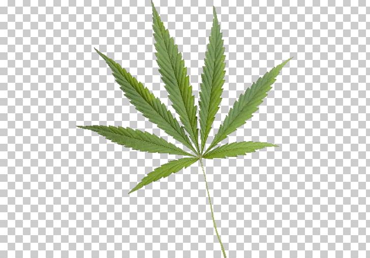 Medical Cannabis Hemp PNG, Clipart, Blunt, Bud, Cannabis, Cannabis Culture, Drawing Free PNG Download