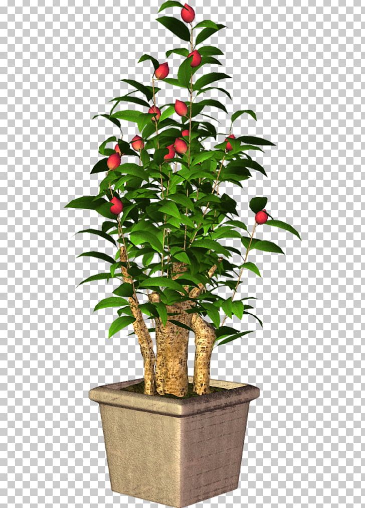 Tree Flowerpot Houseplant Shrub Plant Stem PNG, Clipart, Evergreen, Exotic, Flowerpot, Houseplant, Nature Free PNG Download