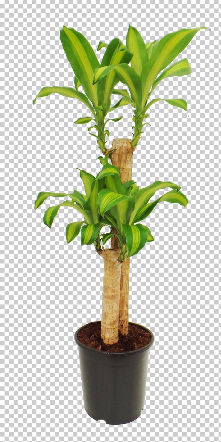 Houseplant Dracaena Fragrans Plant Stem HomeMax Yucca PNG, Clipart, Arecaceae, Artikel, Date Palms, Dracaena, Dracaena Fragrans Free PNG Download