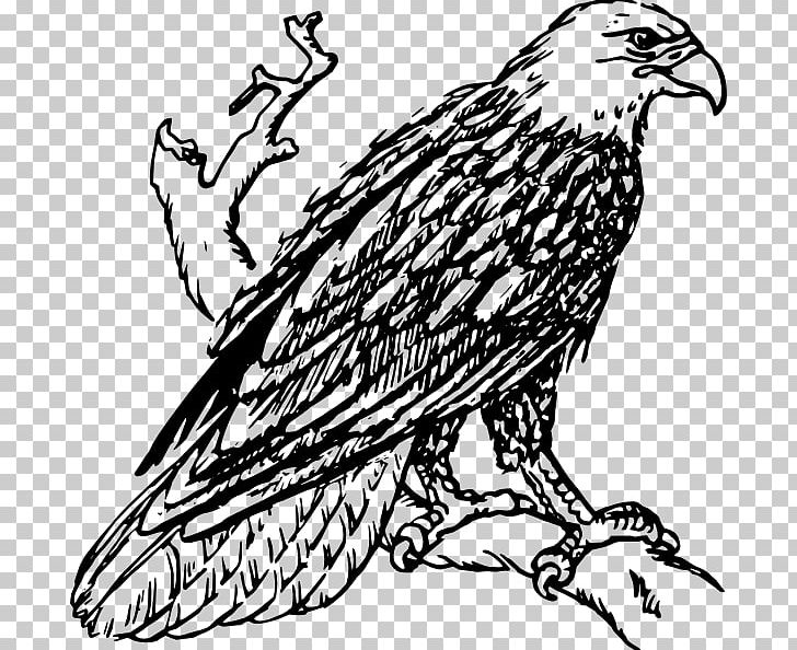 Bald Eagle Bird Drawing Line Art PNG, Clipart, Animals, Art, Artwork, Bald Eagle, Beak Free PNG Download