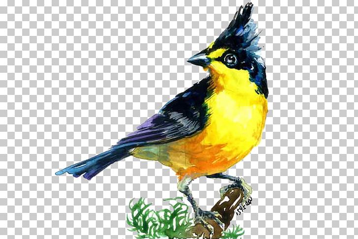 Bird Migration PNG, Clipart, Animal, Animals, Beak, Bird, Bird Cage Free PNG Download