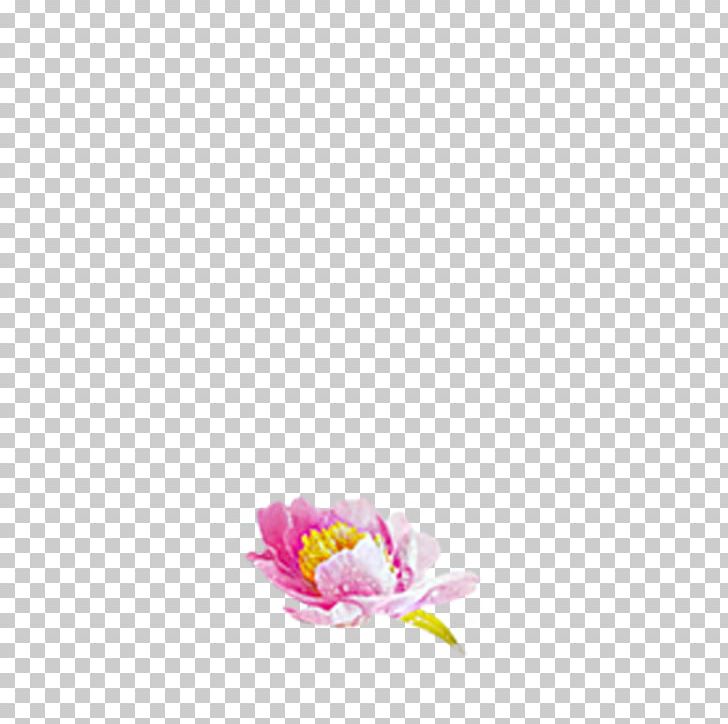 Nelumbo Nucifera PNG, Clipart, Abstract Pattern, Closeup, Computer, Computer Wallpaper, Cut Flowers Free PNG Download