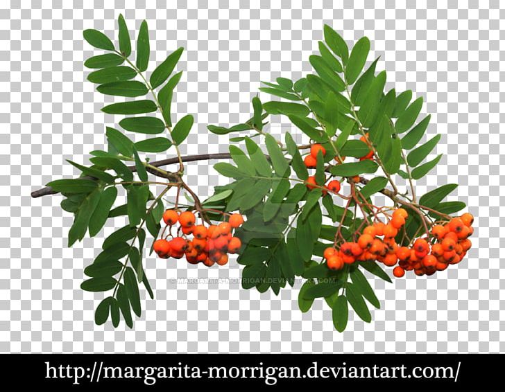 Rowan Portable Network Graphics Desktop File Format PNG, Clipart, Art, Desktop Wallpaper, Deviantart, Download, Food Free PNG Download