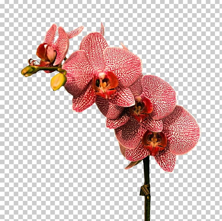 Cephalanthera Flower Red Color Plant PNG, Clipart, Anacamptis Morio, Artificial Flower, Cephalanthera, Color, Cut Flowers Free PNG Download