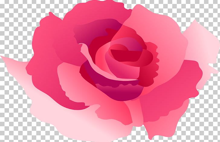 Garden Roses Cabbage Rose Petal Chinese Cuisine PNG, Clipart, China Rose, Chinese Cuisine, Closeup, Closeup, Cute Free PNG Download