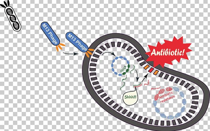 Phagemid M13 Bacteriophage Plasmid International Genetically Engineered Machine PNG, Clipart, Antibiotic Sensitivity, Antimicrobial Resistance, Area, Bacteriophage, Bicycle Part Free PNG Download