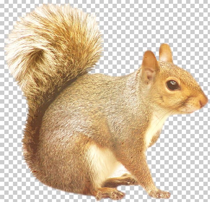 Tree Squirrels Raccoon PNG, Clipart, Animals, California Ground Squirrel, Chipmunk, Computer Icons, Eastern Gray Squirrel Free PNG Download