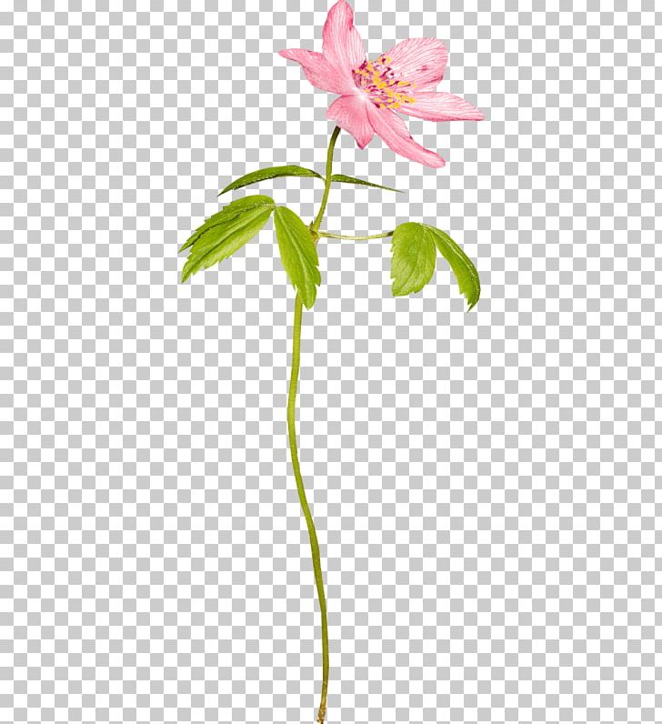 Flower Drawing PNG, Clipart, Alstroemeriaceae, Branch, Drawing, Encapsulated Postscript, Fleur Free PNG Download