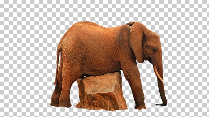 Indian Elephant African Elephant Wildlife Elephantidae PNG, Clipart, African Elephant, Animal, Elephant, Elephantidae, Elephants And Mammoths Free PNG Download