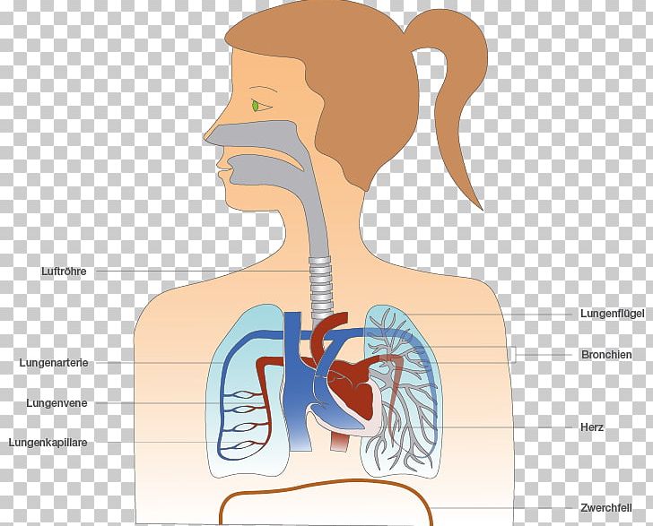 Lung Human Body Respiration Trachea Shoulder PNG, Clipart, Abdomen, Body, Bronchus, Cough, Diagram Free PNG Download