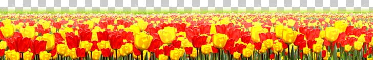 Tulip Flower PNG, Clipart, Commodity, Day, Download, Drawing, Field Free PNG Download