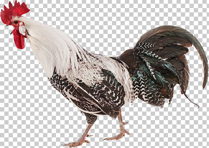 Braekel Rooster Belgium PNG, Clipart, Animal, Animals, Banco De Imagens, Beak, Beautiful Free PNG Download