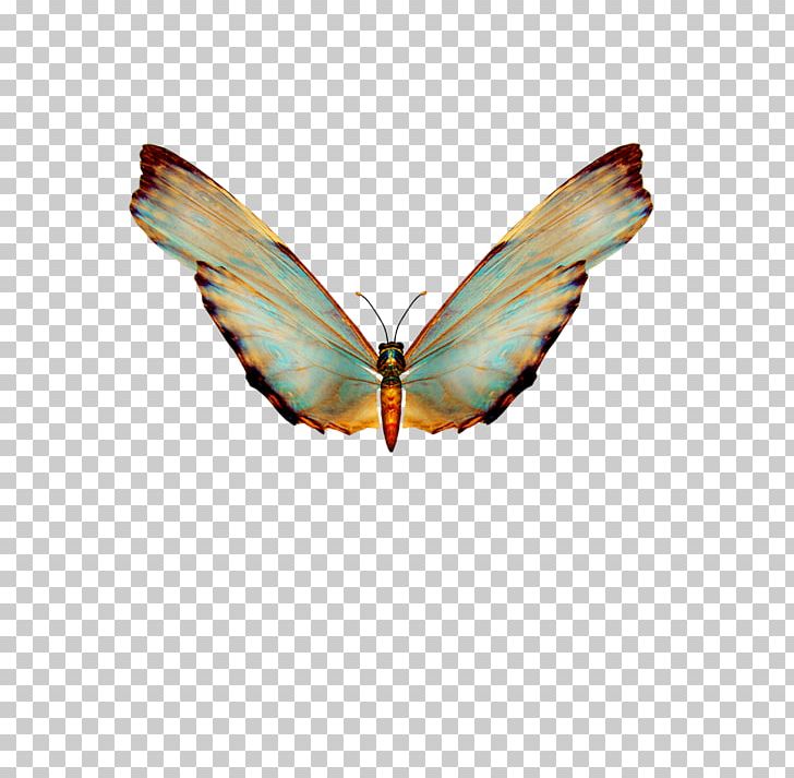 Butterfly PNG, Clipart, Adobe Illustrator, Animals, Beautiful, Beautiful Girl, Beauty Free PNG Download