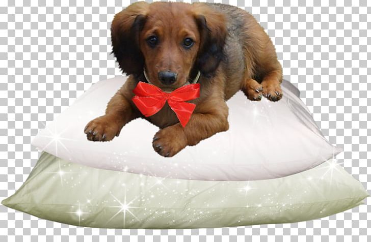 Dachshund Dog Breed Puppy Companion Dog PNG, Clipart, Animal, Animals, Breed, Color, Companion Dog Free PNG Download