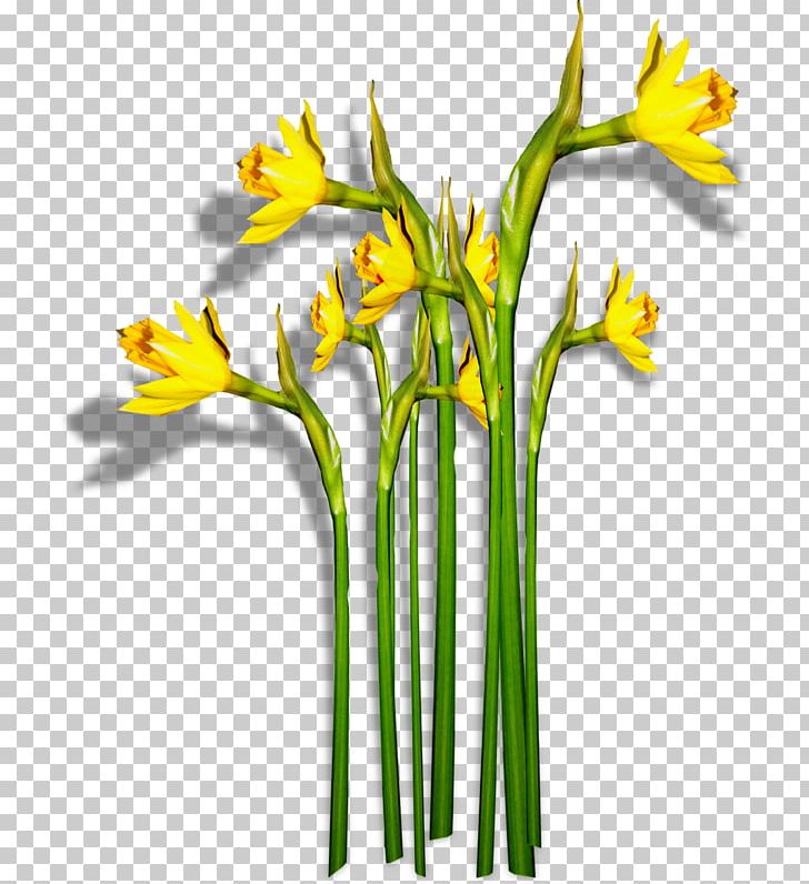 Daffodil Flower Narcissus PNG, Clipart, Amaryllis Family, Cut Flowers, Daffodil, Download, Flora Free PNG Download