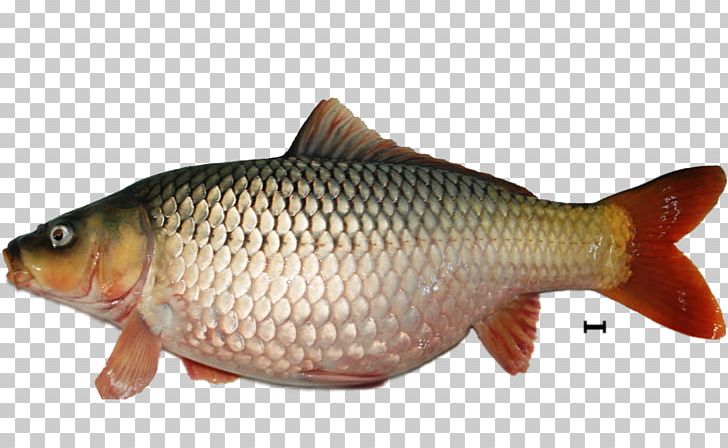 Fish Koi Carp Giant Gourami Mangrove Red Snapper PNG, Clipart, Animal, Animals, Aquarium, Bony Fish, Carp Free PNG Download