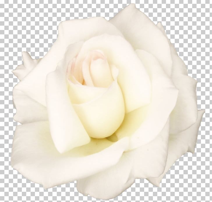 Flower Garden Roses PNG, Clipart, Computer Icons, Cut Flowers, Flower, Flower Bouquet, Flowering Plant Free PNG Download
