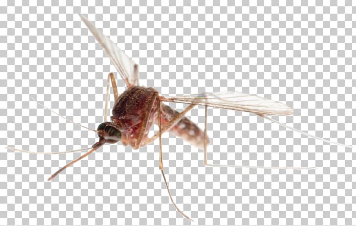 Mosquito Control Ant Insect Pest Control PNG, Clipart, Ant, Armoires Wardrobes, Arthropod, Fly, Furniture Free PNG Download