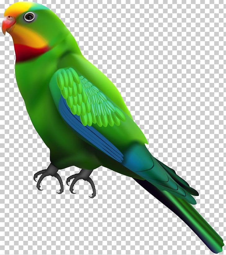 Parrot Lovebird Budgerigar PNG, Clipart, Animals, Art, Beak, Bird, Budgerigar Free PNG Download