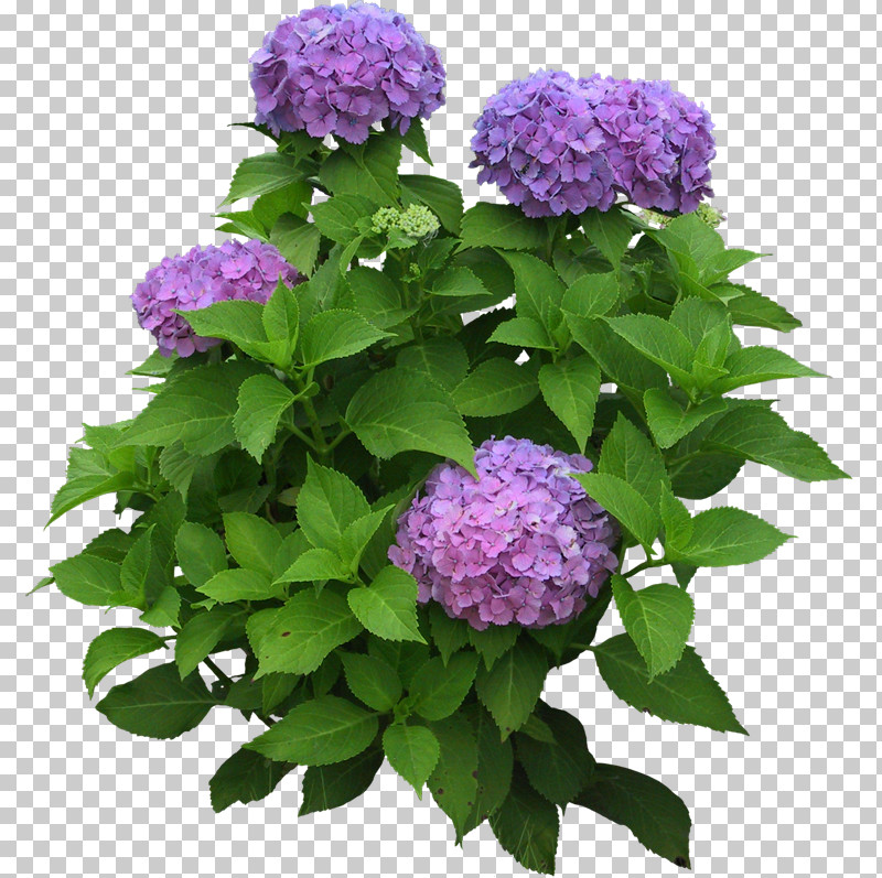 Hydrangea Summer Flower PNG, Clipart, Annual Plant, Butterfly Bush, Common Lilac, Cut Flowers, Flower Free PNG Download