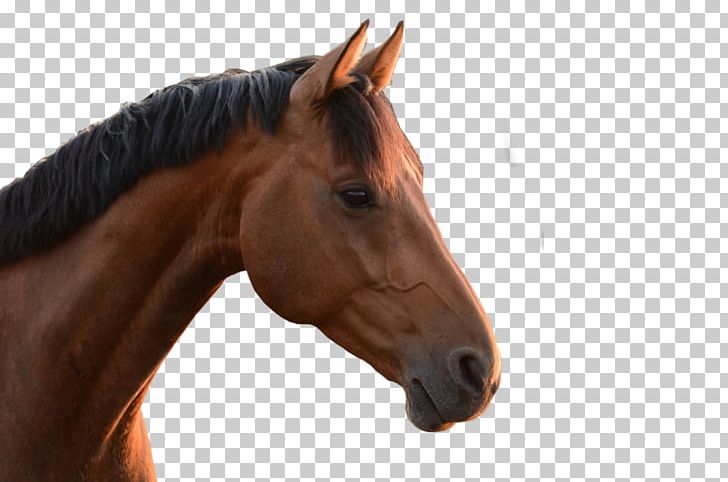 Mane Thoroughbred Mustang Stallion Arabian Horse PNG, Clipart, Arabian Horse, Bit, Bridle, Deviantart, Halter Free PNG Download