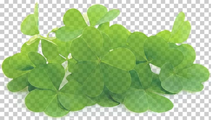Red Clover Stock Photography Four-leaf Clover PNG, Clipart, Clover, Fourleaf Clover, Grass, Green, Herb Free PNG Download