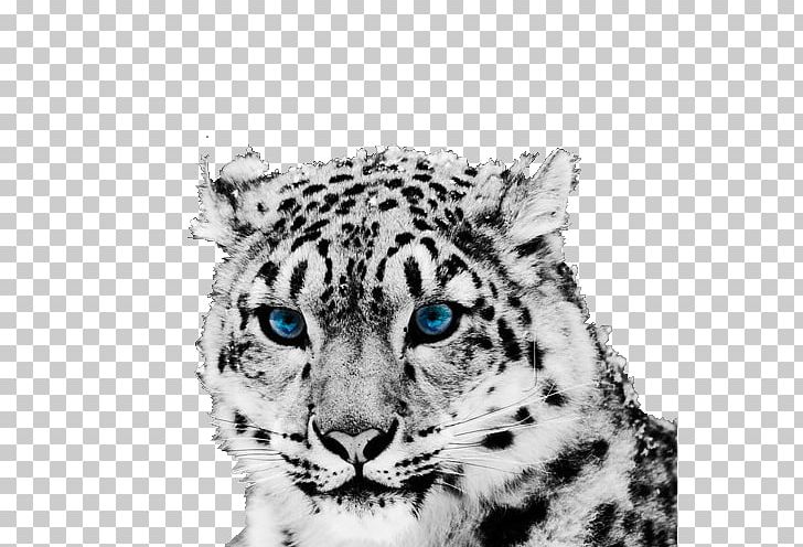 The Snow Leopard Tiger Cheetah PNG, Clipart, Animal, Animals, Big Cats, Black, Black And White Free PNG Download