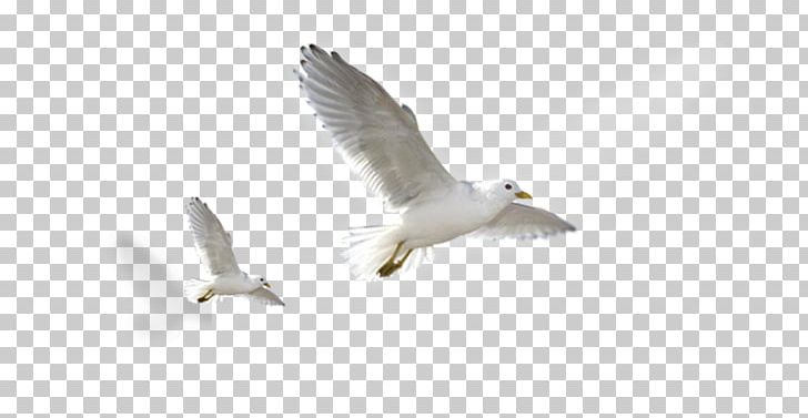 Domestic Pigeon Bird Columbidae Scandaroon Pigeon PNG, Clipart, Beak, Bird, Bird Flight, Birds, Charadriiformes Free PNG Download