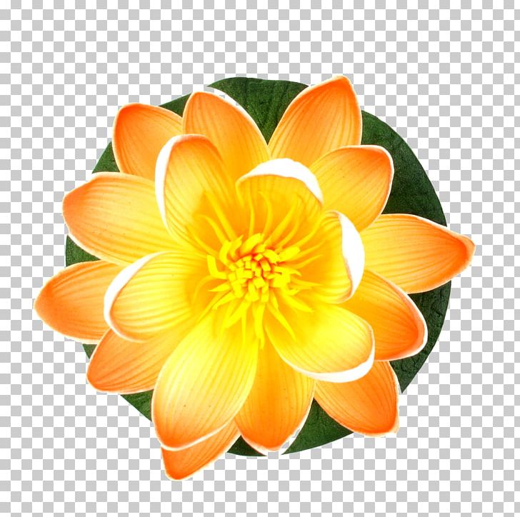 Cut Flowers Lilium Water Lilies Pond PNG, Clipart, Annual Plant, Color, Common Daisy, Cut Flowers, Dahlia Free PNG Download