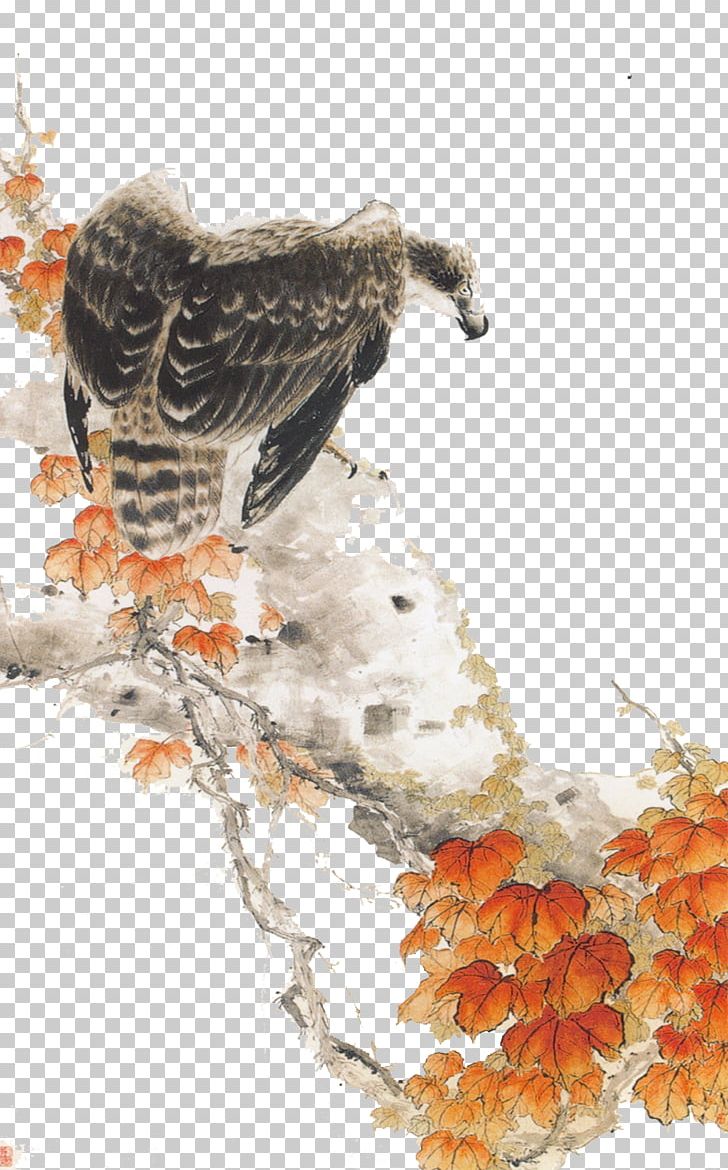 Mountain Hawk-eagle Bird Mountain Hawk-eagle PNG, Clipart, Adobe Illustrator, Animals, Bald Eagle, Beak, Bird Free PNG Download