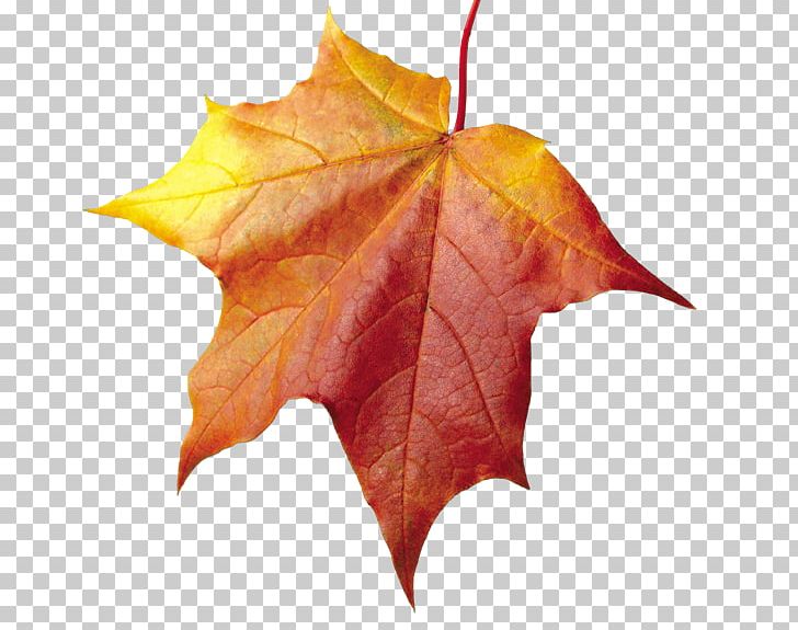 Maple Leaf Maple Leaf PNG, Clipart, Autumn, Crossstitch, Download, Encapsulated Postscript, Leaf Free PNG Download