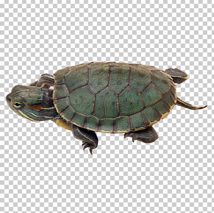 Reptile Chinese Pond Turtle Red-eared Slider Turtles In Captivity PNG, Clipart, Animal, Animals, Box Turtle, Chelydridae, Chin Free PNG Download